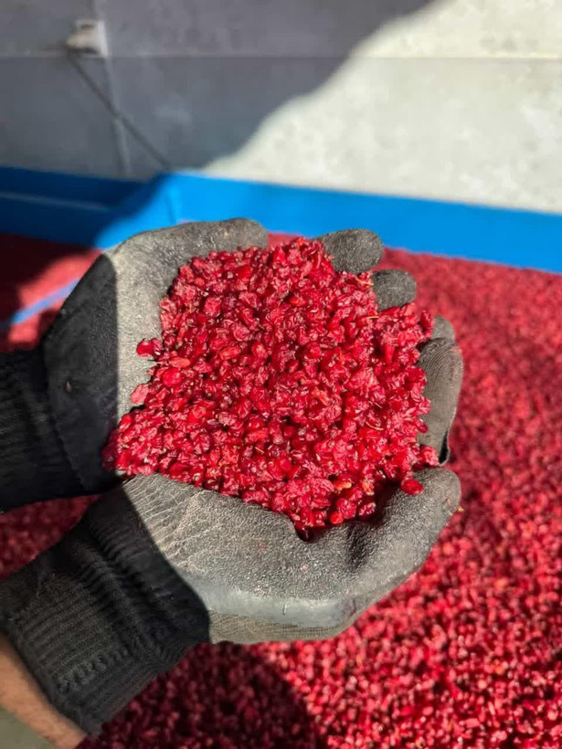 زرشک پفکی درجه 1 قائنات بسته 1 کیلویی